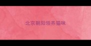 北京朝阳领养猫咪