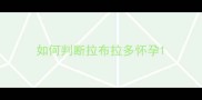 如何判断拉布拉多怀孕