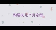 狗要长几个月定型
