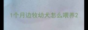 1个月边牧幼犬怎么喂养