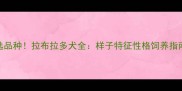 导盲犬首选品种拉布拉多犬全样子特征性格饲养指南健康贴士