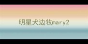 明星犬边牧mary