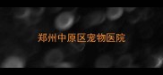 郑州中原区宠物医院