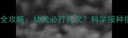 犬细小病毒疫苗全攻略幼犬必打几次科学接种指南与注意事项