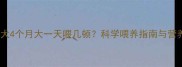 边境牧羊犬4个月大一天喂几顿科学喂养指南与营养搭配全
