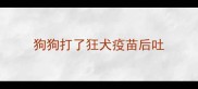 狗狗打了狂犬疫苗后吐