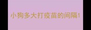 小狗多大打疫苗的间隔