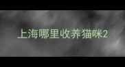 上海哪里收养猫咪