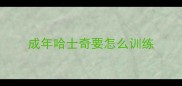 成年哈士奇要怎么训练