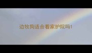边牧狗适合看家护院吗