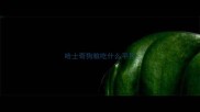 哈士奇狗粮吃什么平民