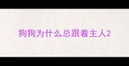狗狗为什么总跟着主人