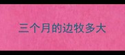 三个月的边牧多大