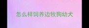 怎么样饲养边牧狗幼犬