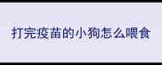 打完疫苗的小狗怎么喂食