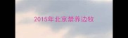 2015年北京禁养边牧