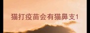 猫打疫苗会有猫鼻支