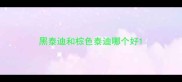 黑泰迪和棕色泰迪哪个好