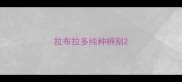 拉布拉多纯种辨别