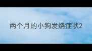 两个月的小狗发烧症状