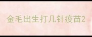 金毛出生打几针疫苗