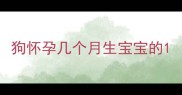 狗怀孕几个月生宝宝的