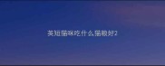 英短猫咪吃什么猫粮好