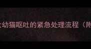 两个月大幼猫呕吐的紧急处理流程附图解