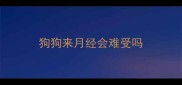 狗狗来月经会难受吗