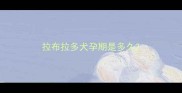 拉布拉多犬孕期是多久
