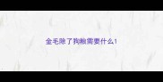金毛除了狗粮需要什么