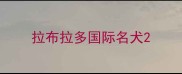 拉布拉多国际名犬