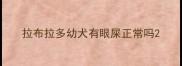 拉布拉多幼犬有眼屎正常吗