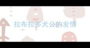 拉布拉多犬公的发情