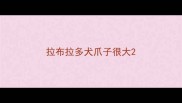拉布拉多犬爪子很大