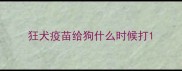 狂犬疫苗给狗什么时候打