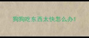 狗狗吃东西太快怎么办