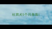 杜宾犬5个月身高