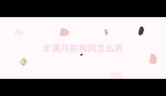 才满月的狗狗怎么养
