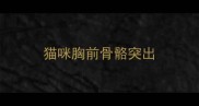猫咪胸前骨骼突出