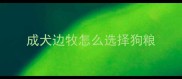 成犬边牧怎么选择狗粮
