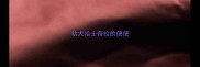 幼犬哈士奇拉的便便