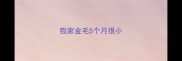 我家金毛5个月很小