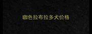 咖色拉布拉多犬价格