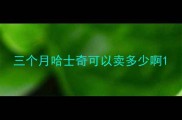 三个月哈士奇可以卖多少啊