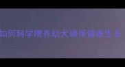 金毛幼犬科学喂养指南如何科学喂养幼犬确保健康生长附喂养时间表和食谱