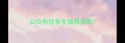 公拉布拉多生殖器流脓