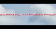 金毛犬掉食严重怎么办资深训犬师正确喂食技巧与常见误区