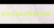 拉布拉多幼犬喂食时间表