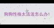 狗狗性格太活泼怎么办